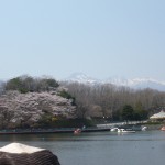 遠くに雪山、近くに桜(・∀・)